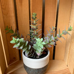 Pagoda Plant in Pot Home- Decor PD HOME & GARDEN