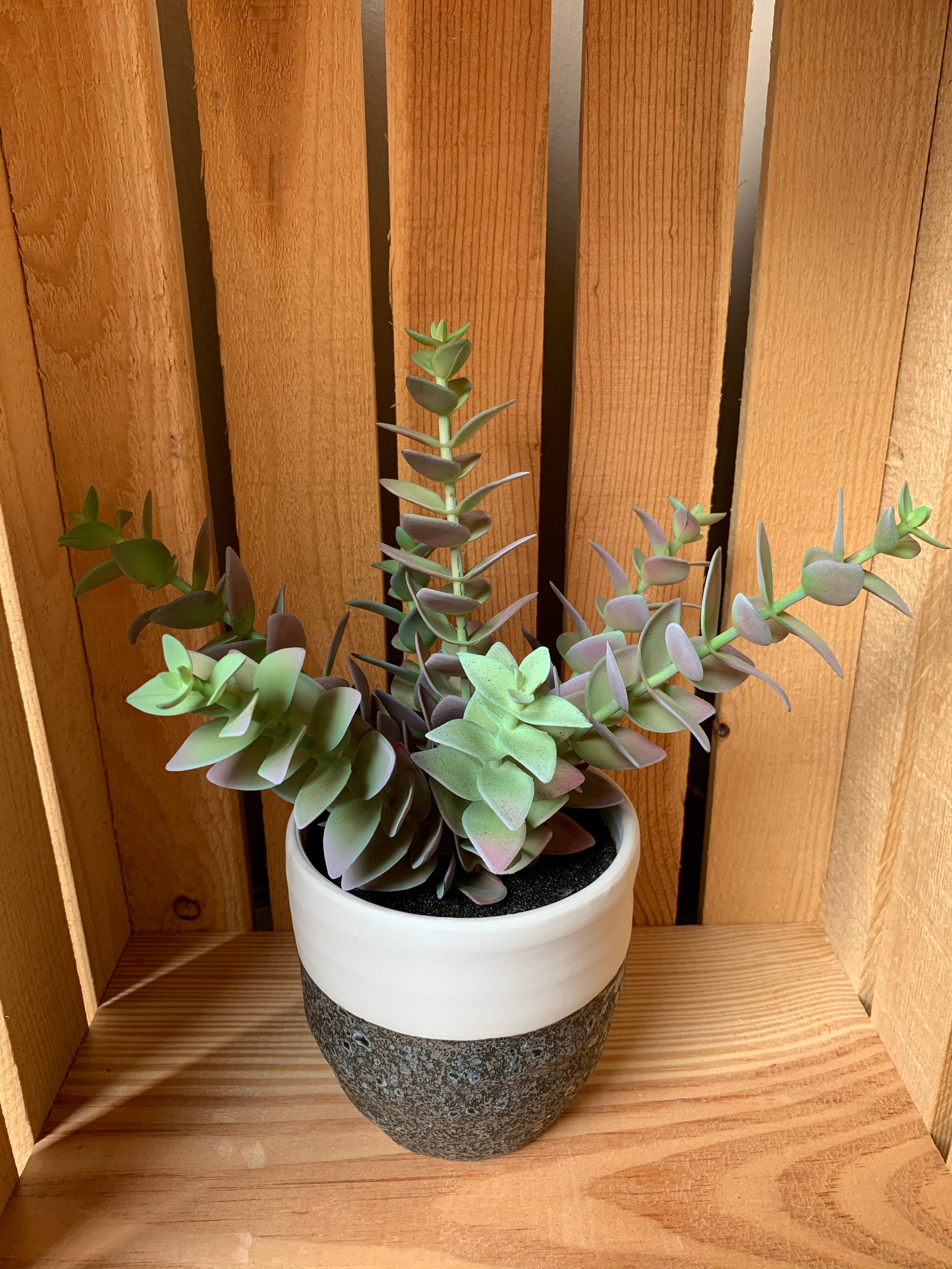 Pagoda Plant in Pot Home- Decor PD HOME & GARDEN